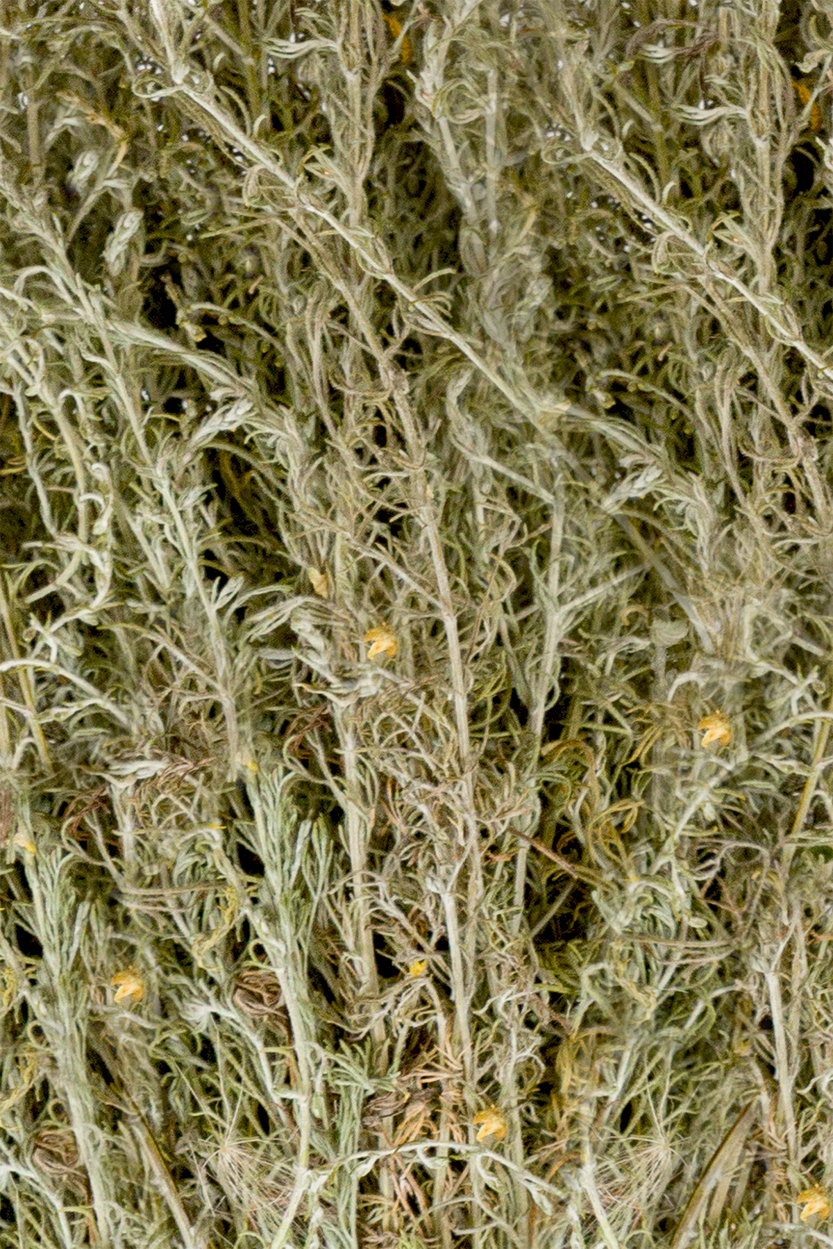Wermut Bitter (Polyn’ gorkaya, Artemisia absinthium)