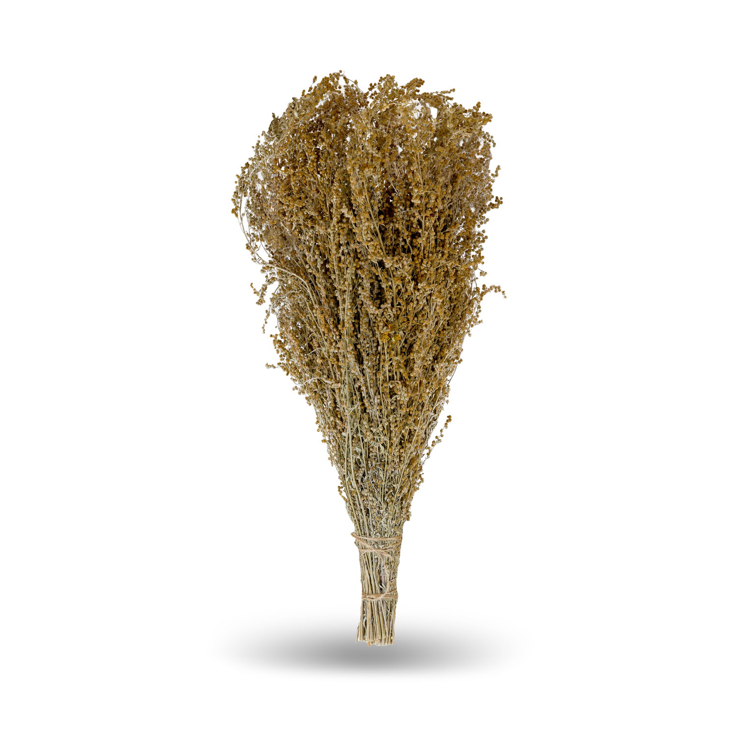 Wermut Bitter (Polyn’ gorkaya, Artemisia absinthium)