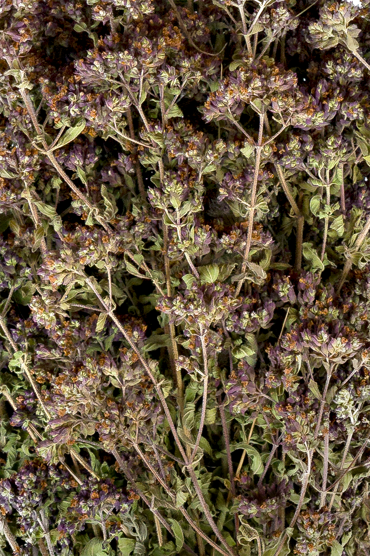 Dost/Oregano Wilder Majoran (Origanum)