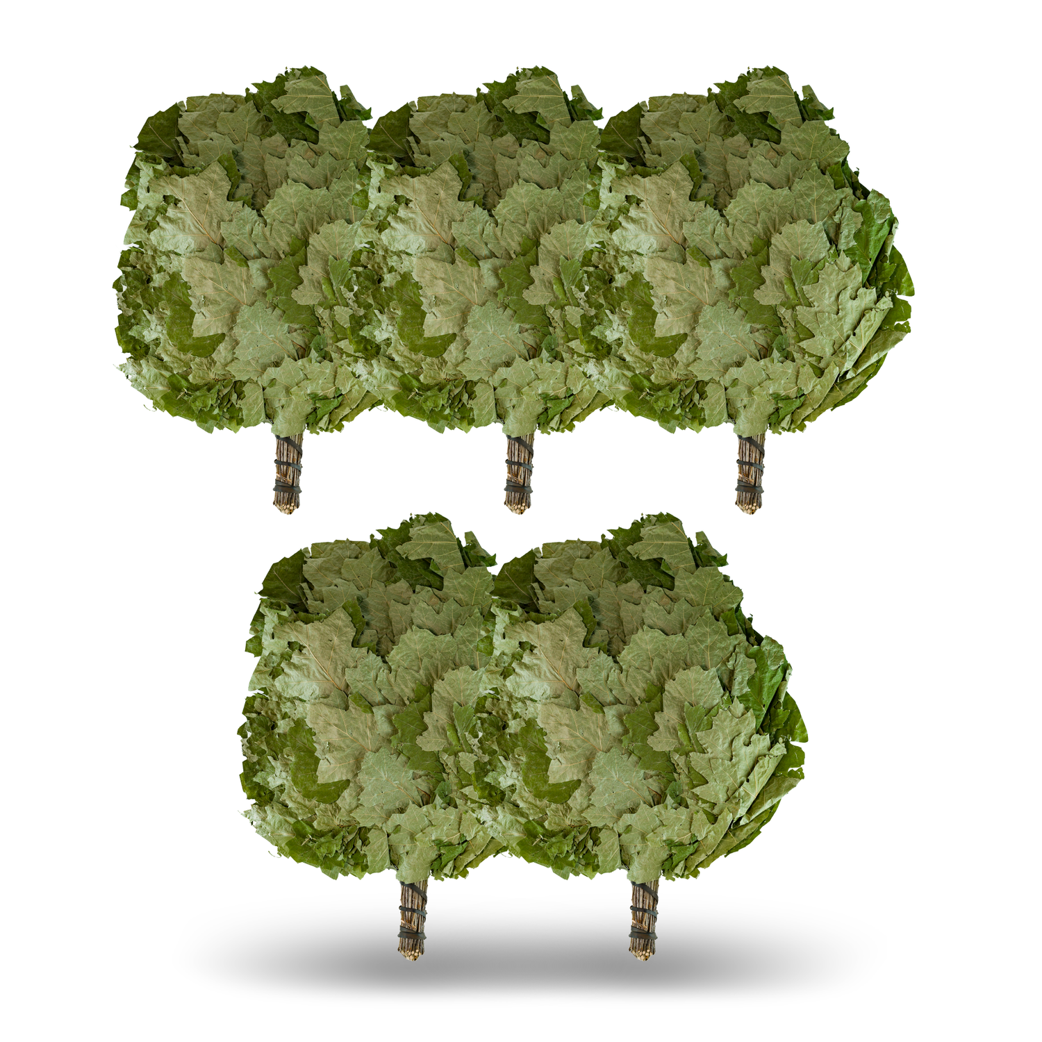 SET Kanadischer Eichenreisig für Sauna & Banja – weich & elastisch – ideal zum Fächeln & für empfindliche Haut – ca. 200 g – mehrfach verwendbar