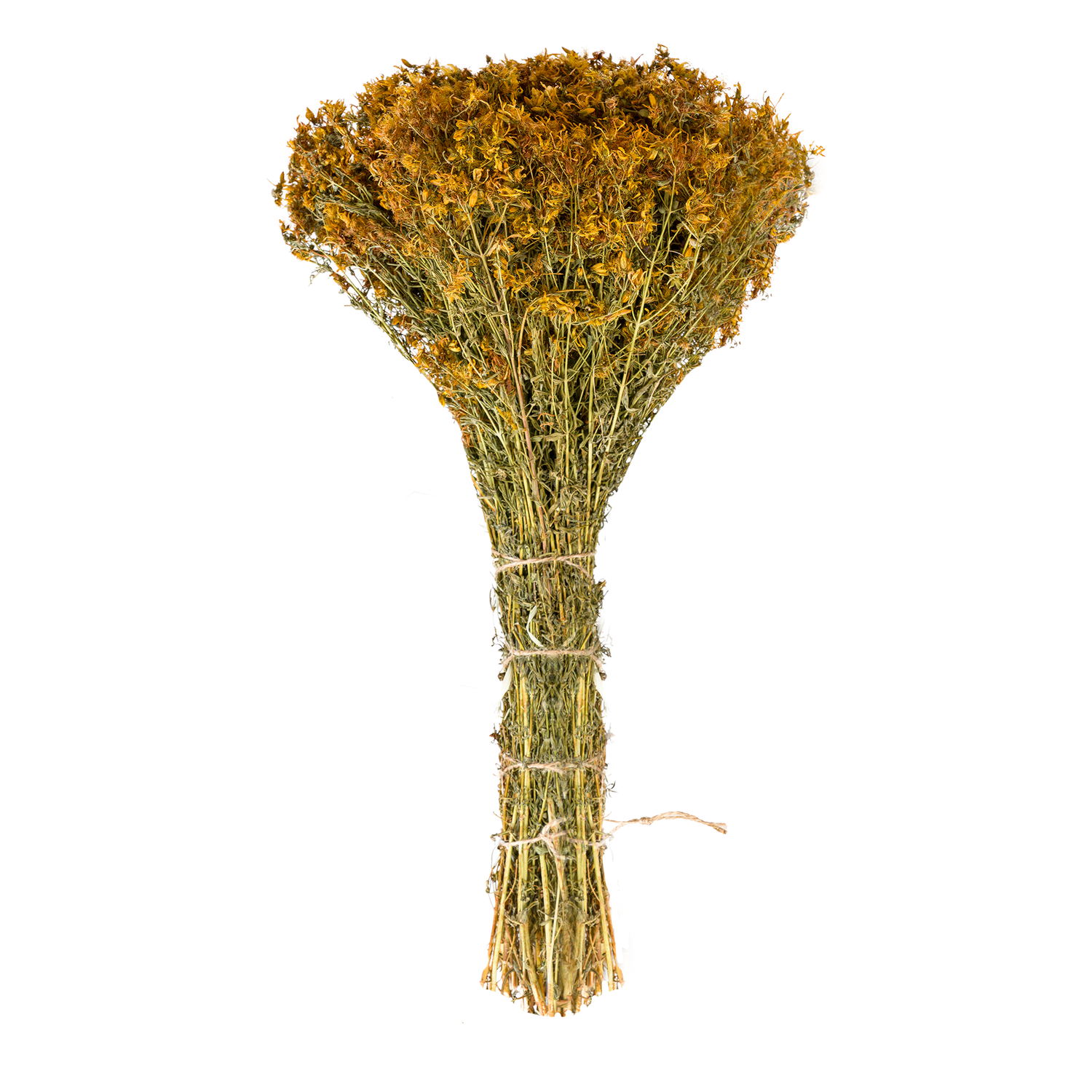 Johanniskraut (Hypericum perforatum)