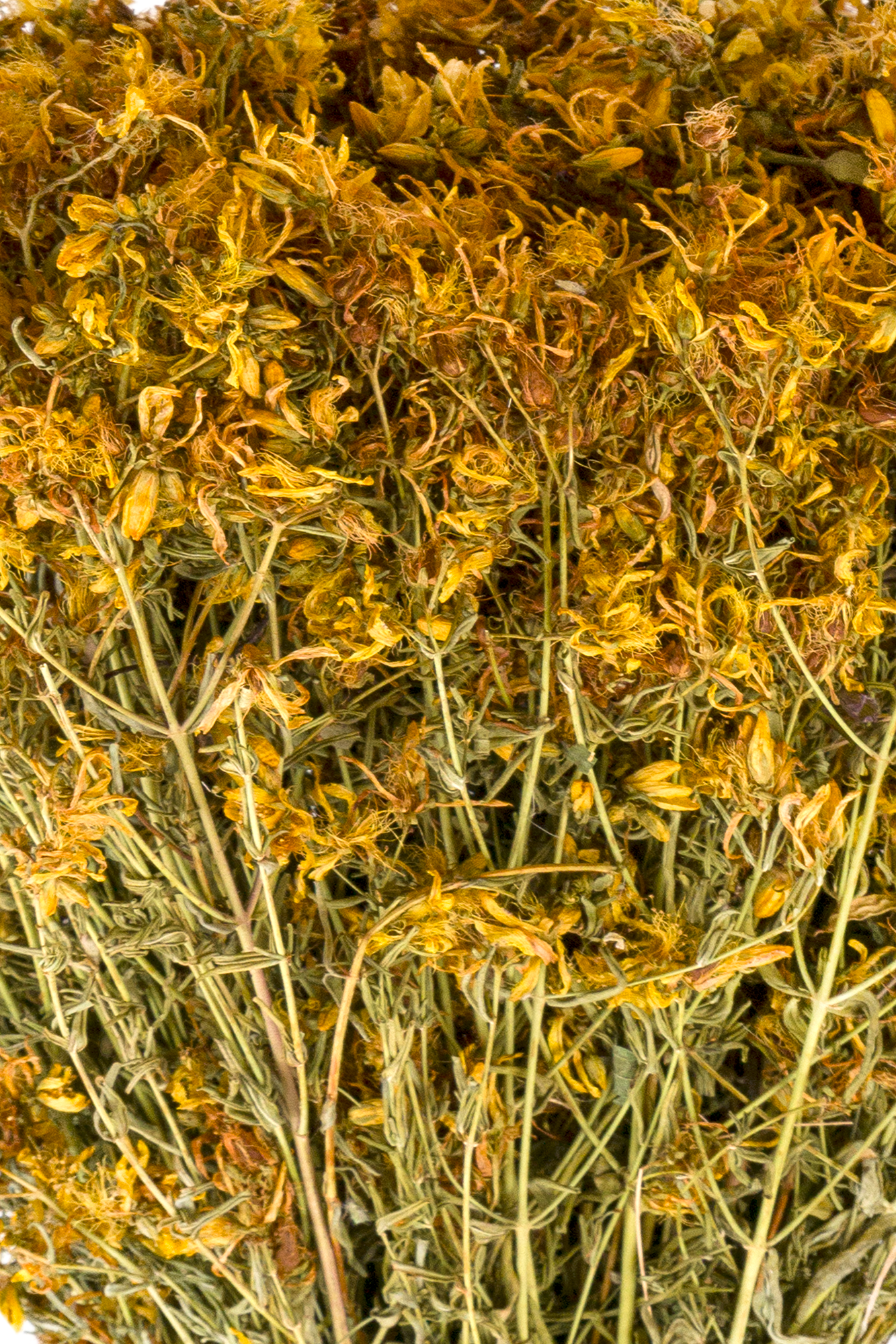 Johanniskraut (Hypericum perforatum)