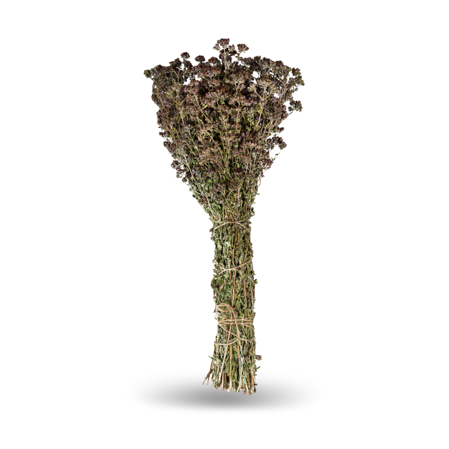 Dost/Oregano Wilder Majoran (Origanum)