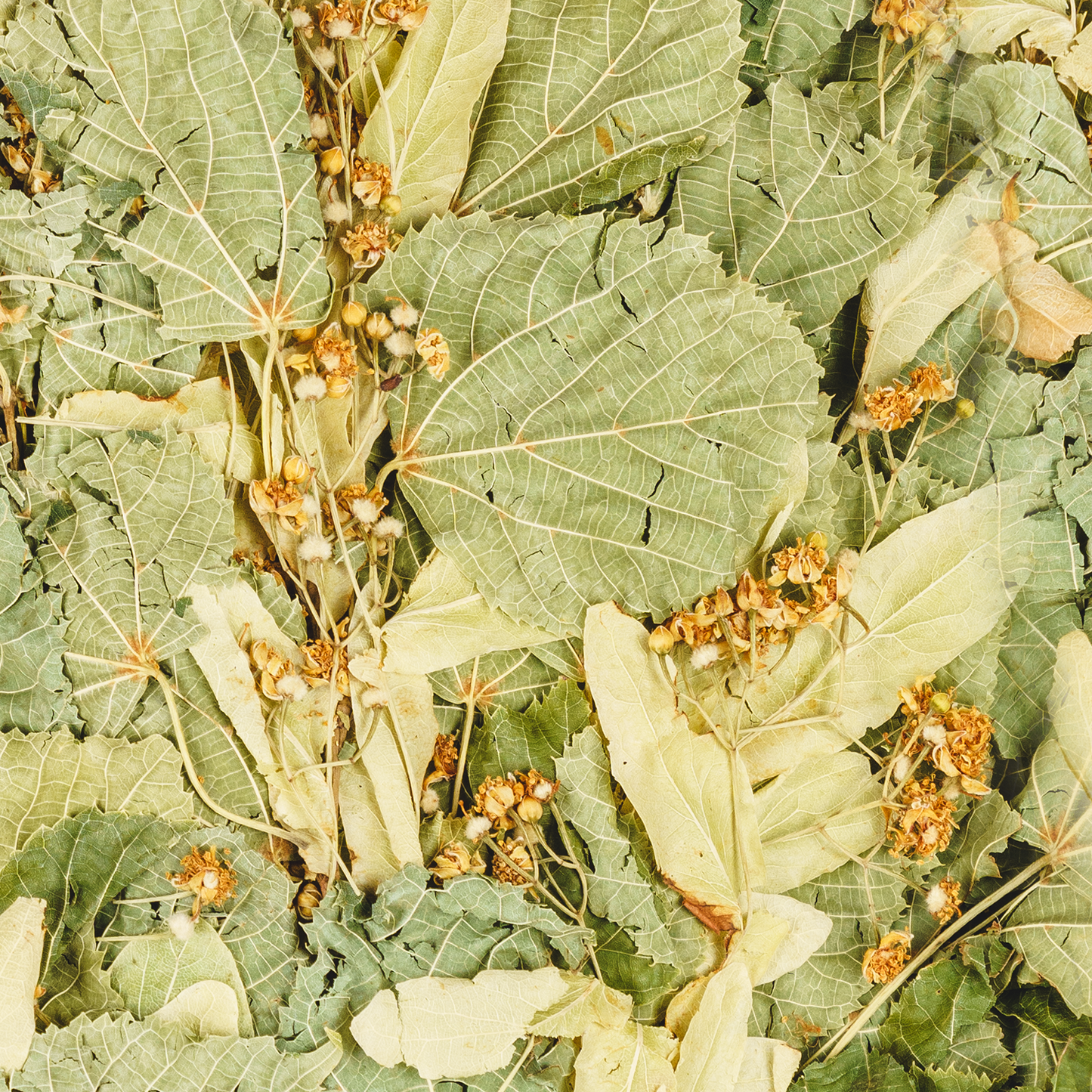 Saunabesen aus blühender Linde – mit Lindenblüten – traditioneller Besen für Sauna & Banja – naturbelassen – aromatisch – Saunazubehör aus Lindenzweigen. Ernte 2025