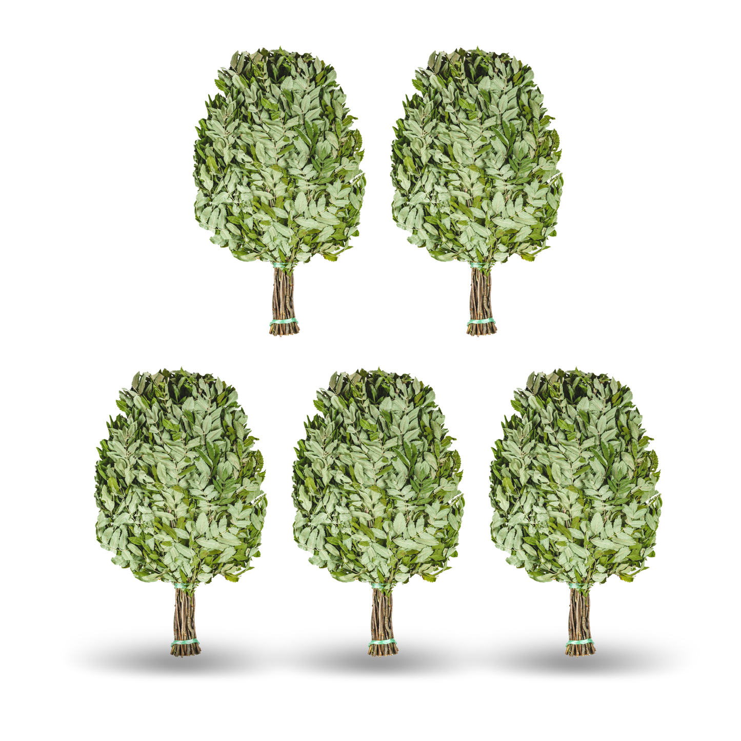 Saunabesen aus Vogelbeere - Venik für Sauna & Banya aus Riebenzweigen – Natürliches Saunazubehör für Aufguss & Wellness