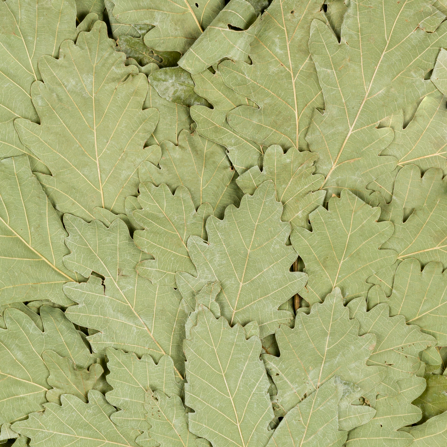 Кaukasischer Eichenbesen "Profi"| Russian Venik Whisk/Banya-Besen