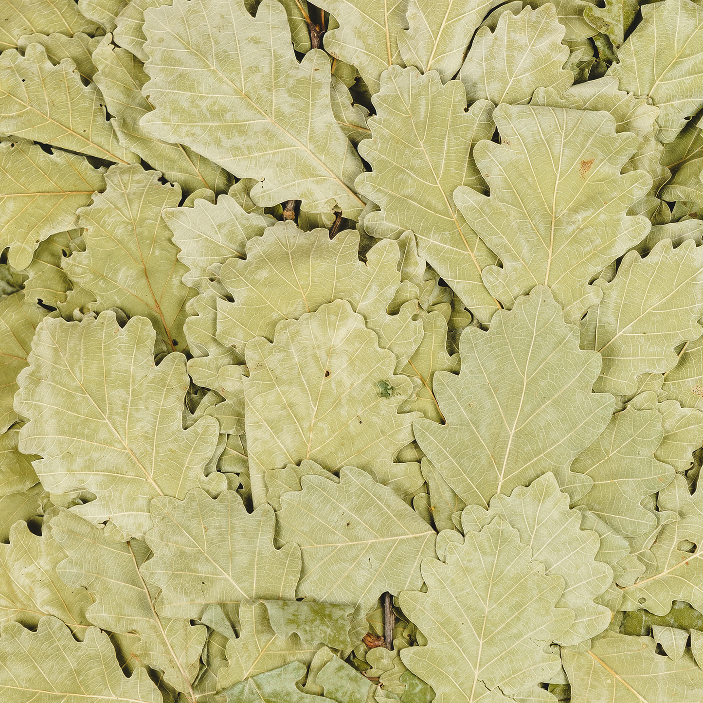 Кaukasischer Eichenbesen "Profi Komfort"| Russian Venik Whisk/Banya-Besen