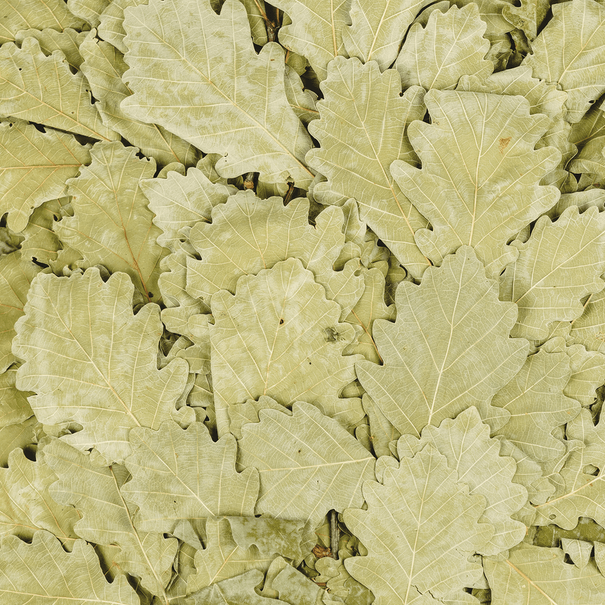 Кaukasischer Eichenbesen  "Ausgewählt PREMIUM"| Eichenbünndel|Venik|Wenik|Веник