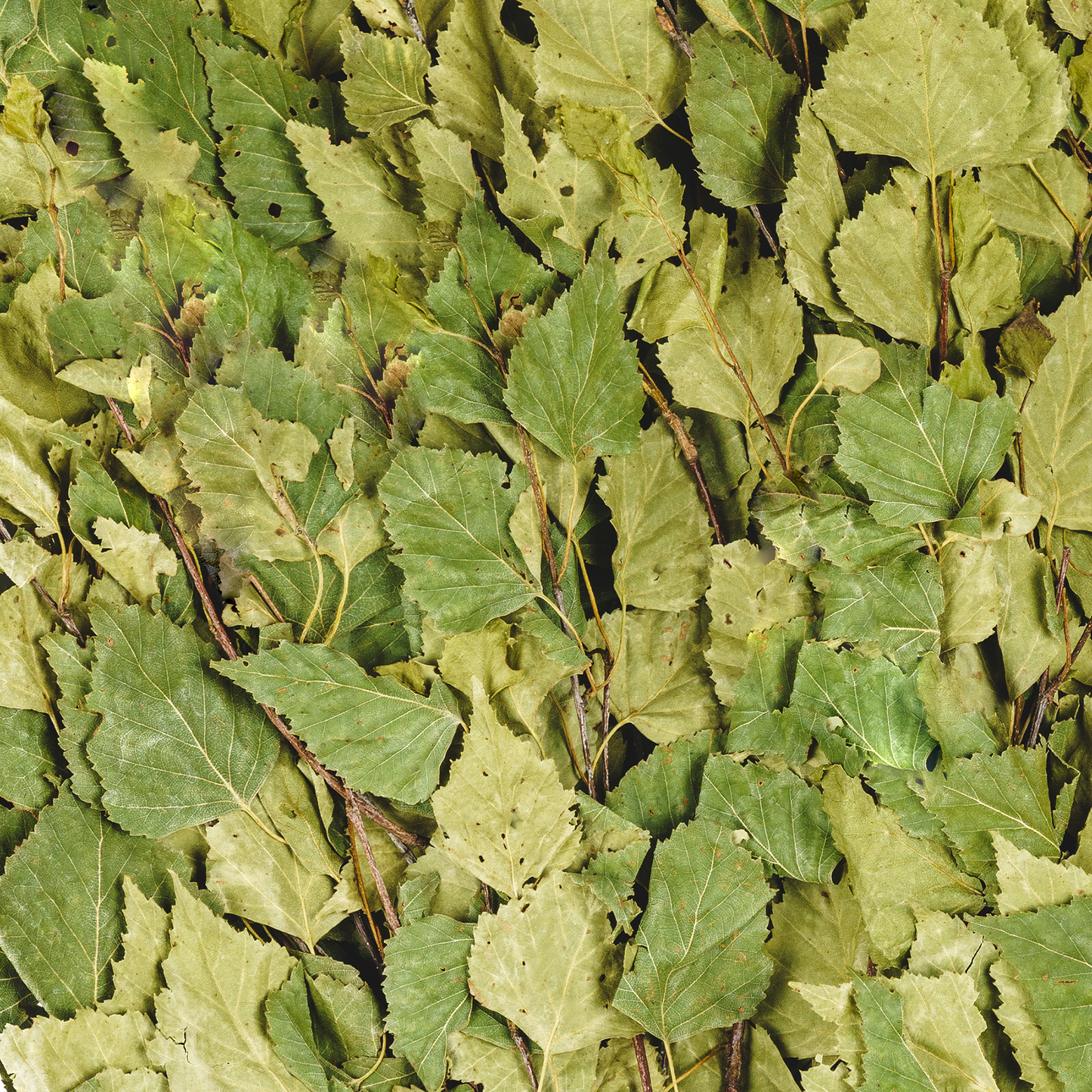 Birkenreisig "PREMIUM", Birkenbesen, Birkenzweige, Venik , Wenik|Веник