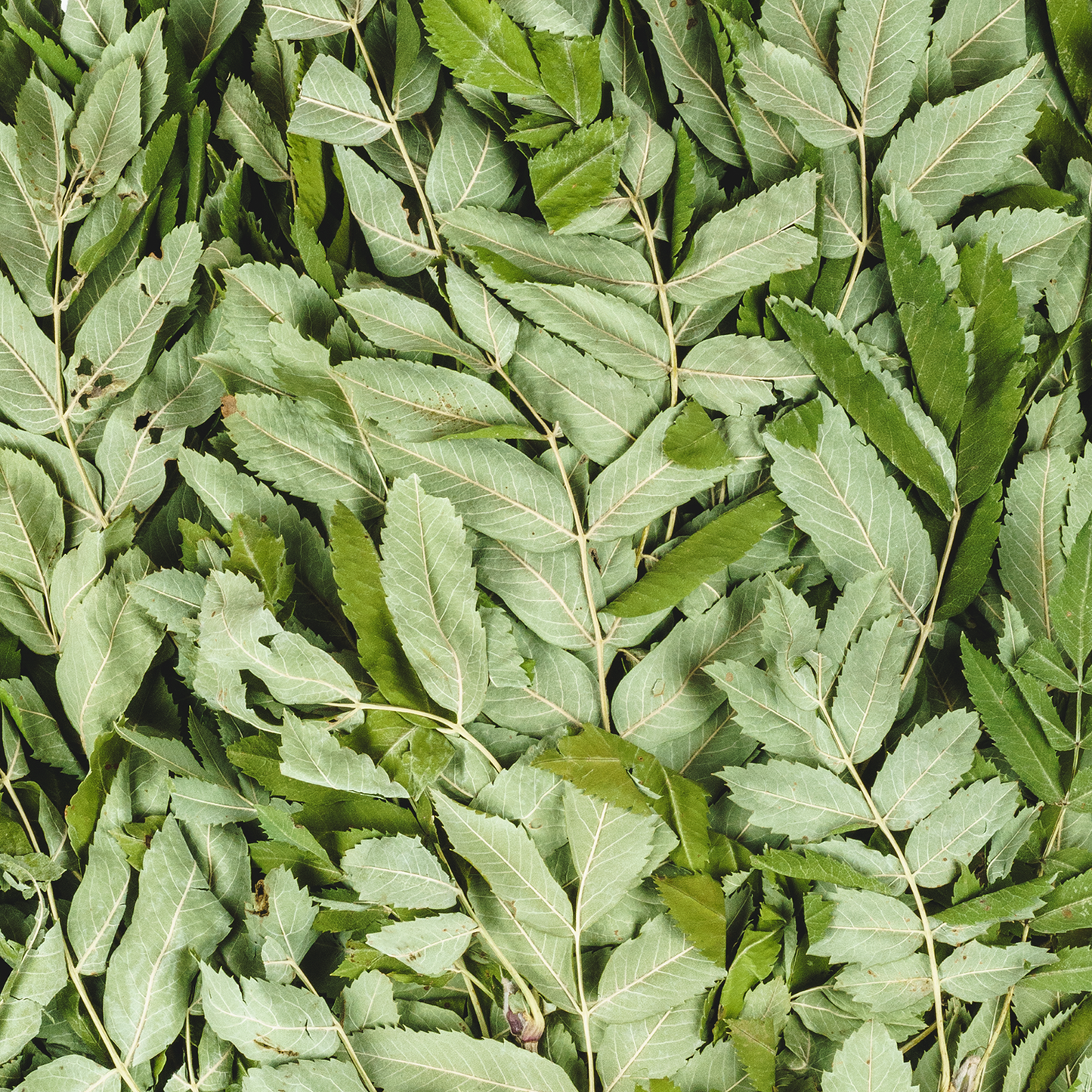 Saunabesen aus Vogelbeere - Venik für Sauna & Banya aus Riebenzweigen – Natürliches Saunazubehör für Aufguss & Wellness